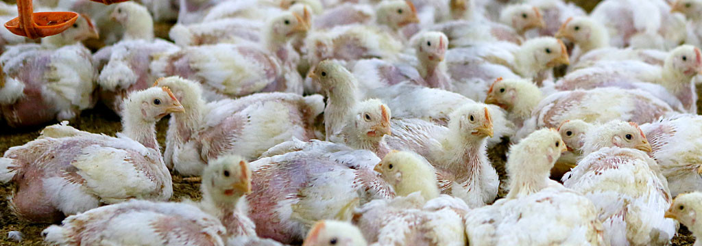 Commercial Farm