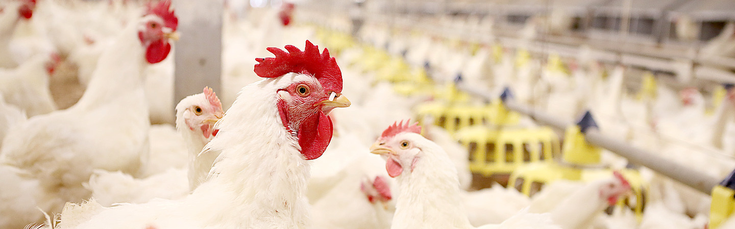 Poultry Overview